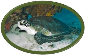 Green sea turtle