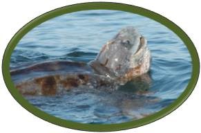 Leatherback sea turtle