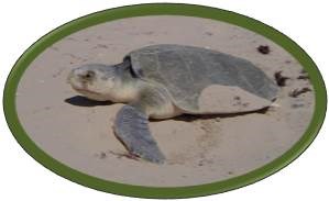 Kemp's ridley sea turtle