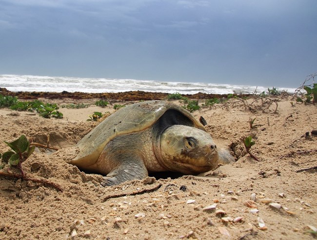 A Kemp's ridley sea turtle nesting on a beach of sand and shells next to green vegetation with the ocean in the background.