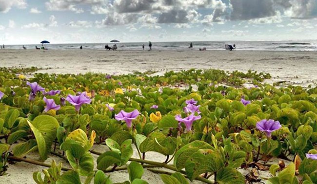 A purple-flowered vine grows across the sand while people in the background enjoy the beach. A purple-flowered vine grows across the sand while people in the background enjoy the beach.