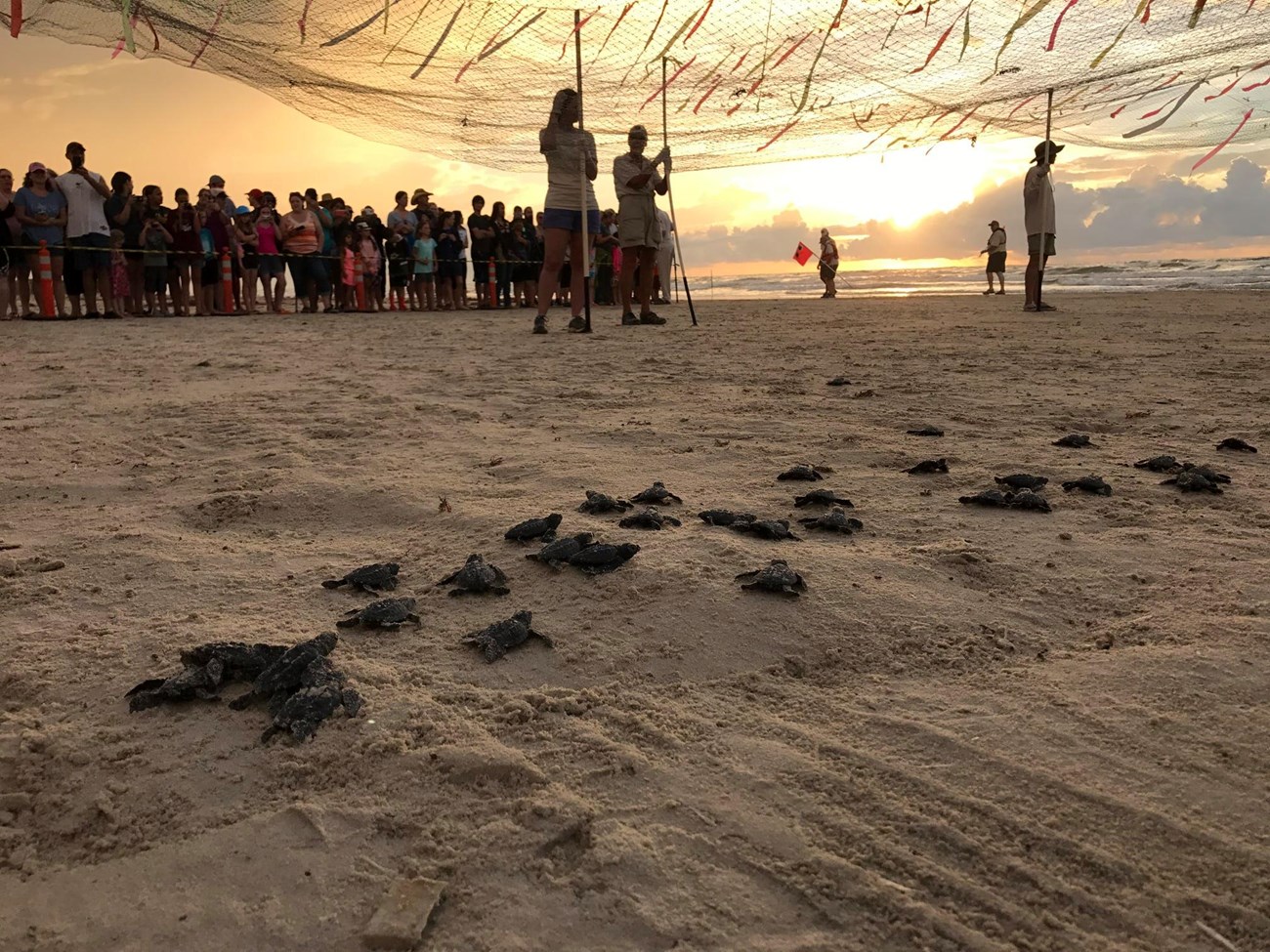Volunteers and NPS staff holding netting over the beach at dawn while Kemp's ridley sea turtle hatchlings crawl underneath.