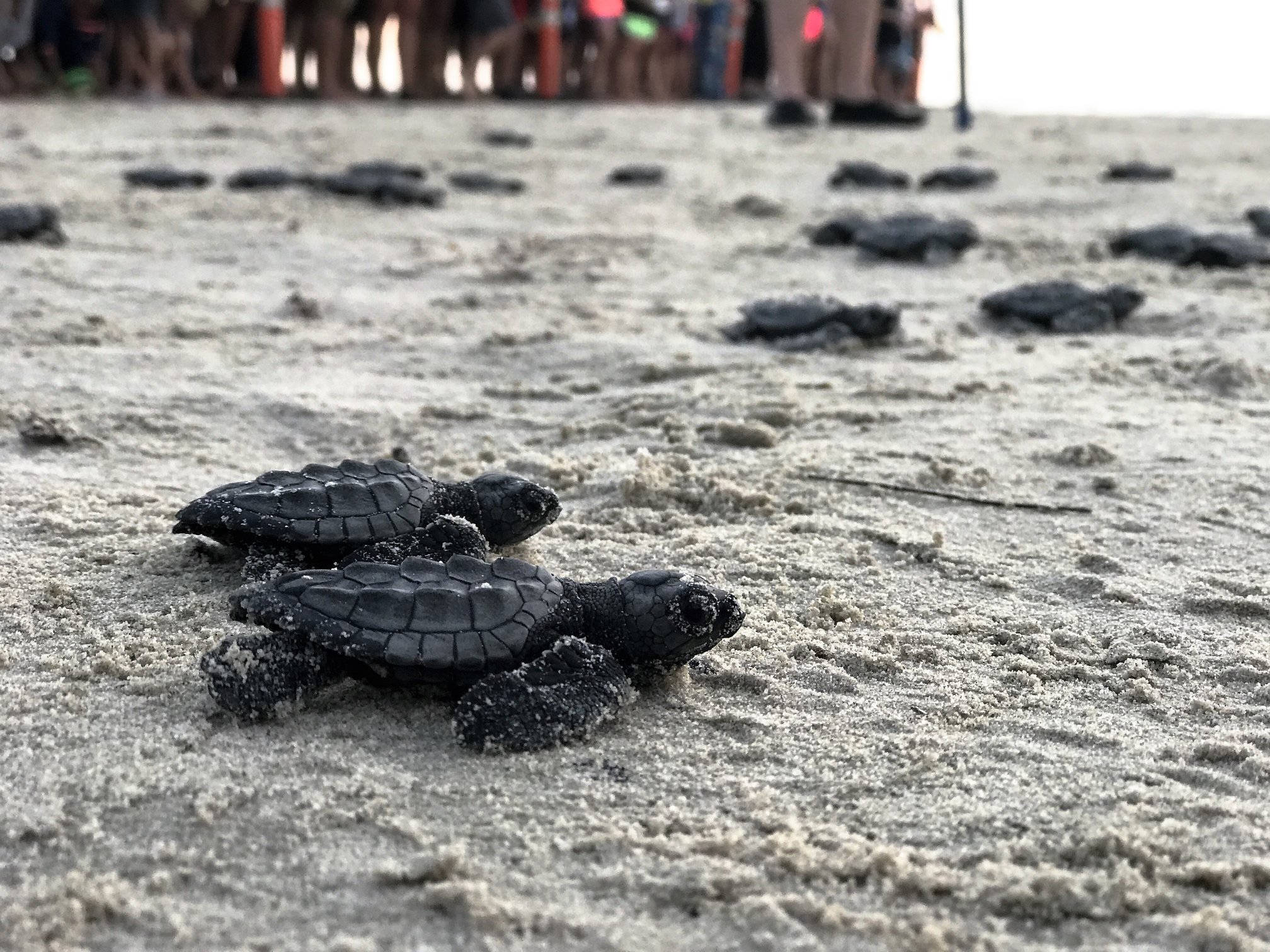 How Can I See a Sea Turtle? Padre Island National Seashore (U.S