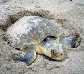 Nesting Kemp's ridley sea turtle