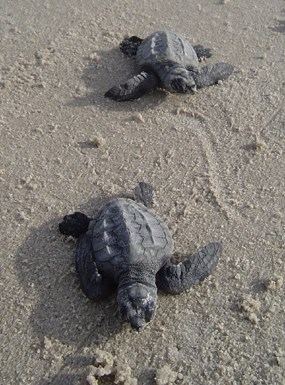 Two Kemp's ridley hatchlings Two Kemp's ridley hatchlings