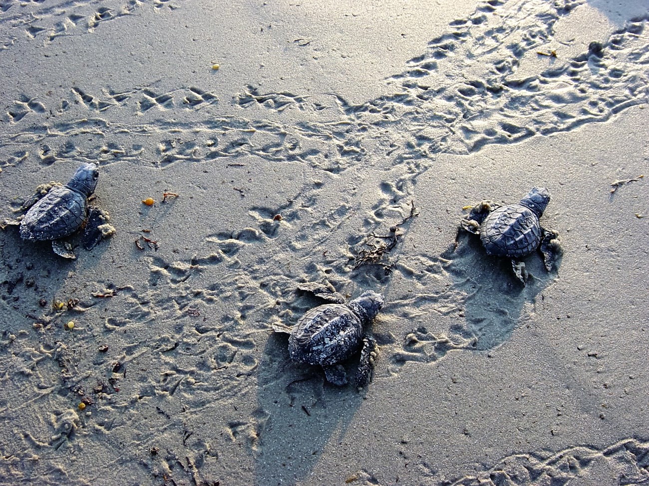 Kemp's ridley hatchling and their tracks on the beach.