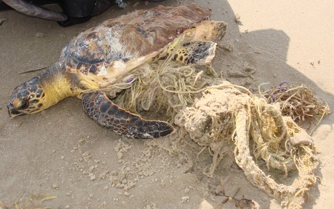 A live stranded hawksbill sea turtle entangled in fishing line and cords laying on the beach.