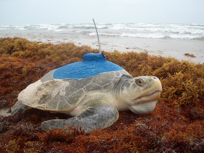 Kemp's ridley sea turtle looking towards the right with a transmitter glued to its shell, resting on sargassum seaweed with waves from the Gulf of Mexico in the background.