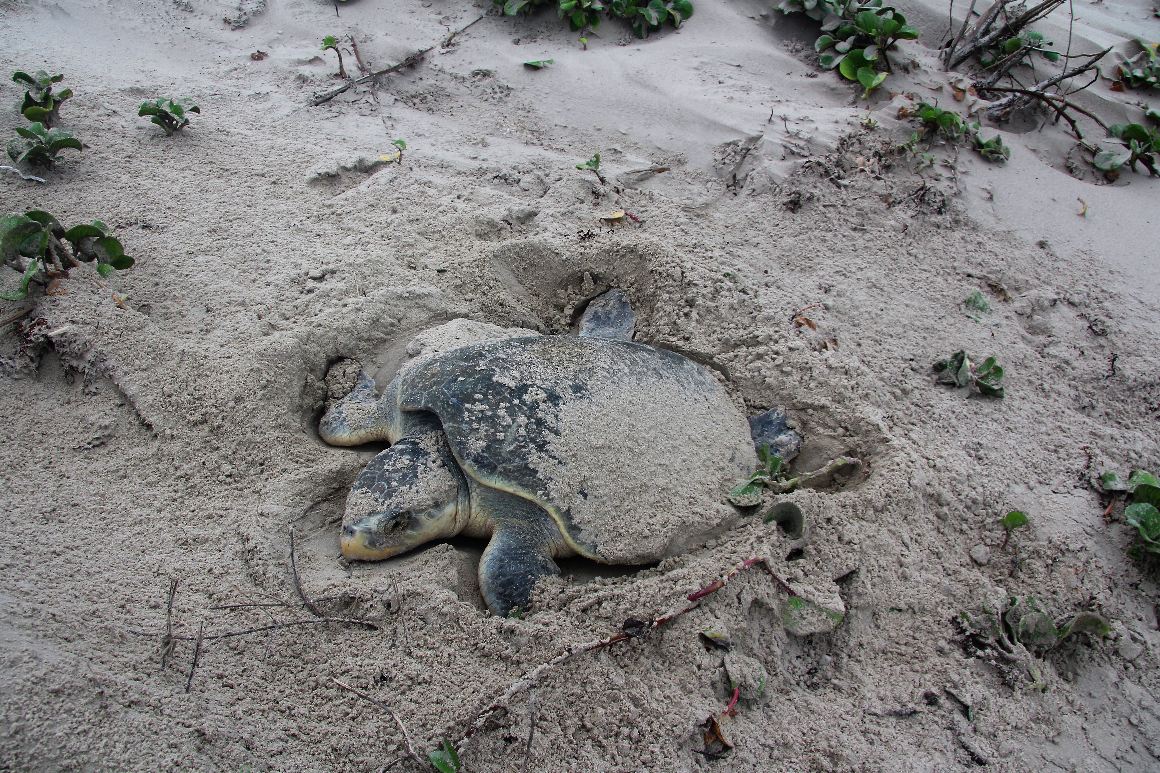 The Story of the Kemp's Ridley - Padre Island National Seashore (U.S. National Park Service)