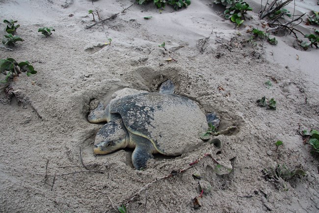 A Kemp's ridley sea turtle nesting on Padre Island.
