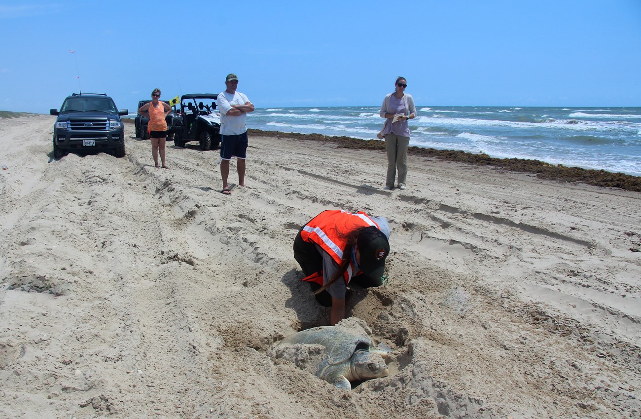 An NPS biologist examines a Kemp’s ridley sea turtle for tags, as she deposits eggs in the sand.