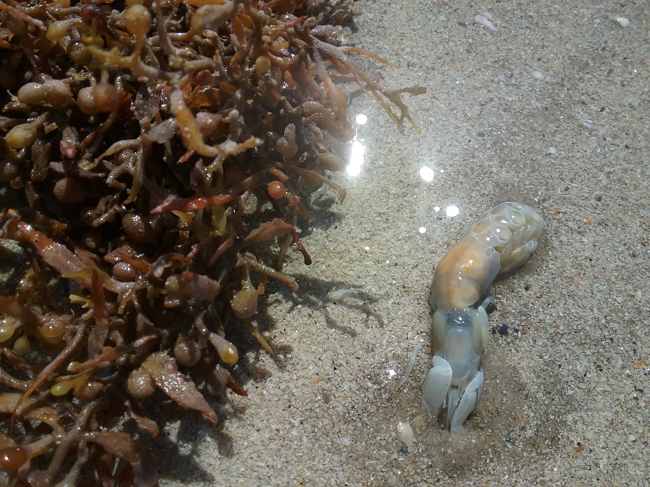 Ghost Shrimp - Padre Island National Seashore (U.S. National Park Service)