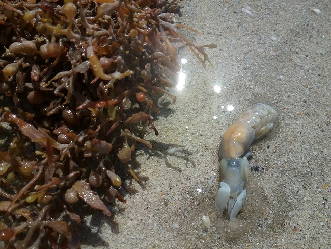 GhostShrimpAndSargassum Photo of a ghost shrimp laying on the beach with a pile of sargassum seaweed on the left