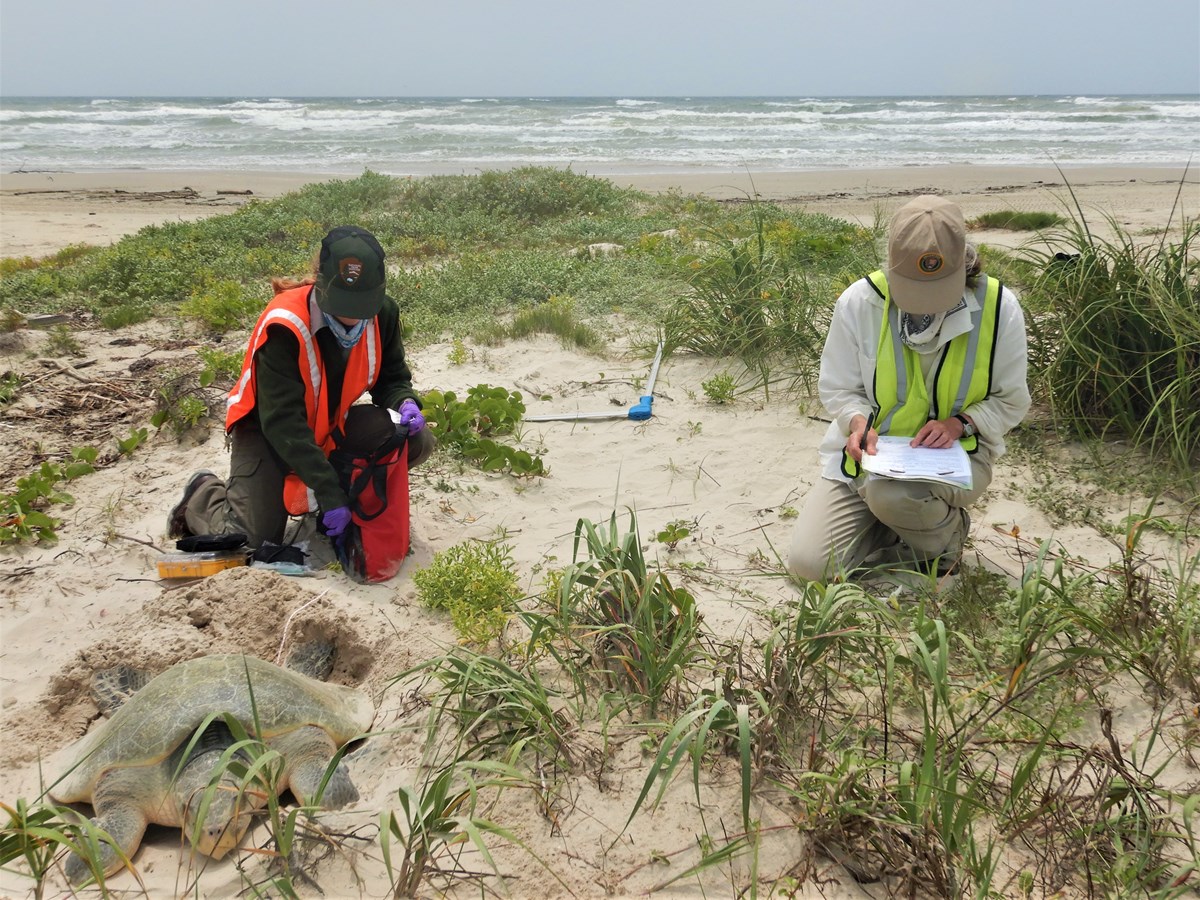 Two women with scientific equipment kneel next to a sea turtle nesting in the sand of a small grassy sand dune.  The ocean and beach are in the background.