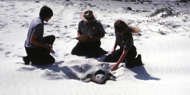 A Kemp's ridley with a living tag nests on Padre Island.