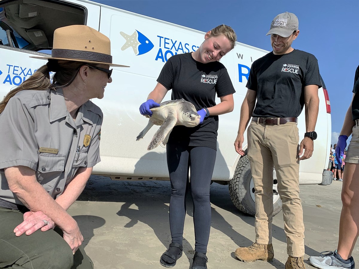 NPS staff member kneels next to a van with the Texas State Aquarium logo while three aquarium staff stand, one holds a rehabilitated green sea turtle.