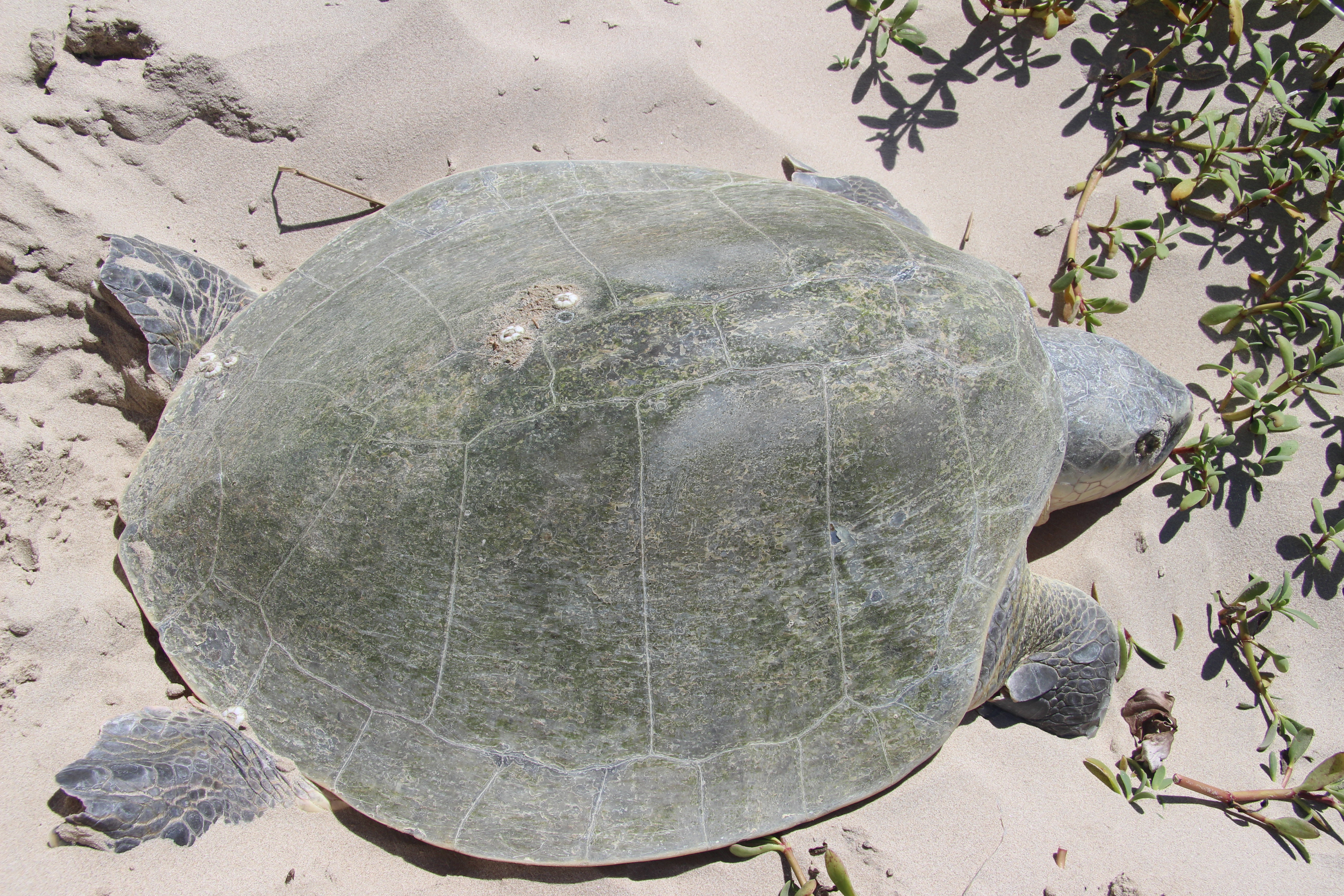 Kemp's ridley sea turtles - Padre Island National Seashore (U.S. National Park Service)