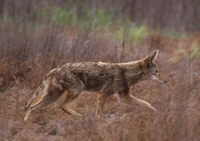 Coyote walking in the grasslands