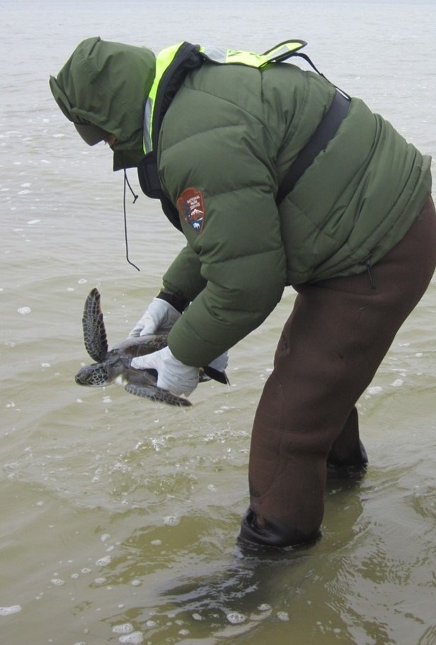 A bundled up NPS employee holds a cold stunned turtle. lifting it from cold shallow water.