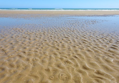 Ghost Shrimp - Padre Island National Seashore (U.S. National Park