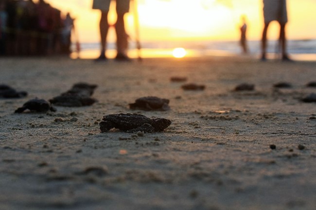 Hatchlings at sunrise. Hatchlings at Sunrise.