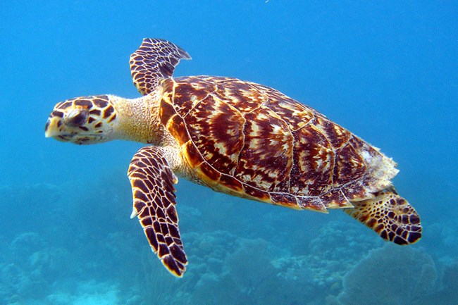 A Hawksbill sea turtle swimming over a coral reef.