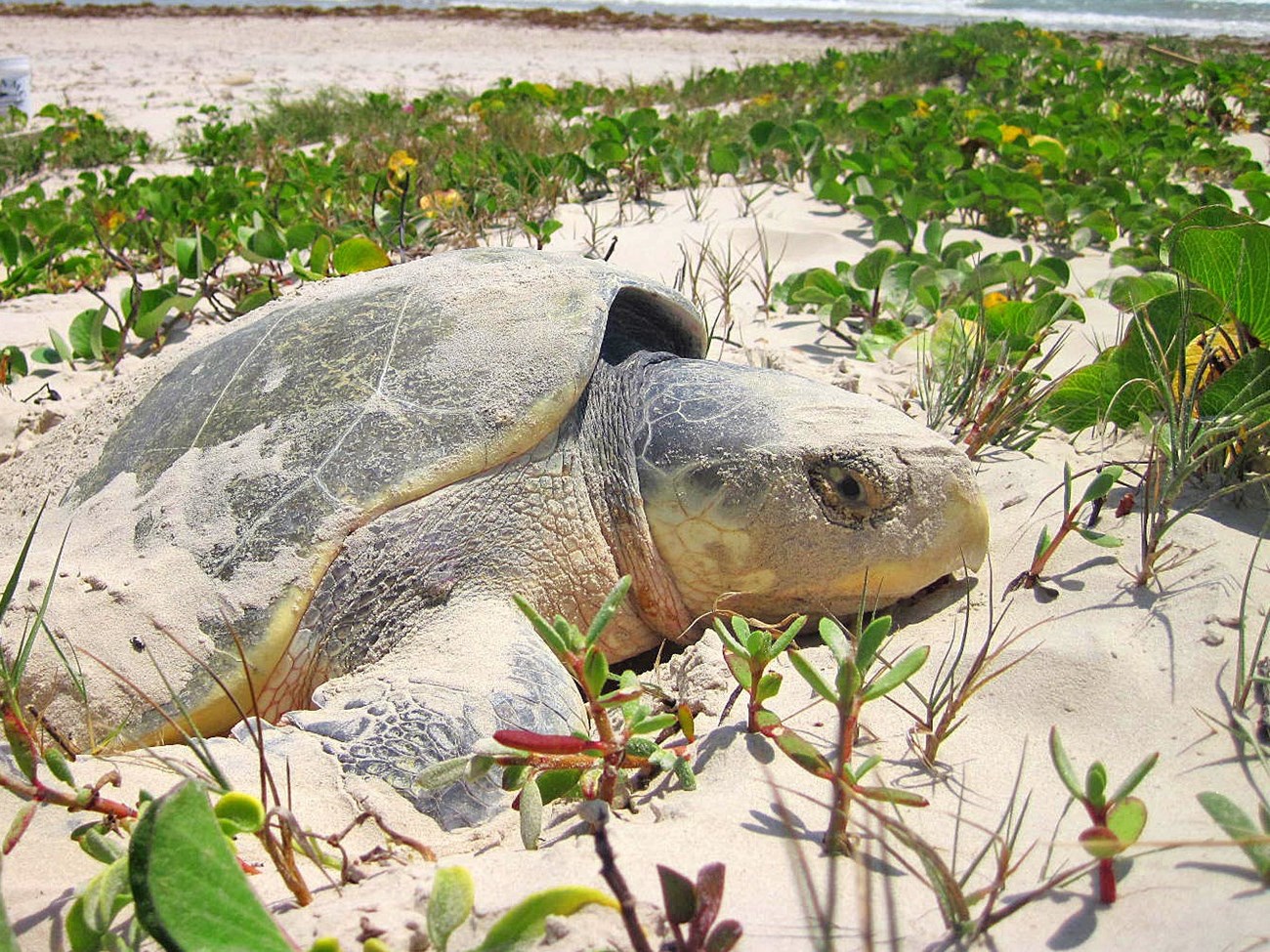 A Kemp's ridley sea turtle nesting in the sand next to green vegetation with the ocean in the background.