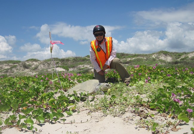 A volunteer sits behind a Kemp's ridley sea turtle nesting in railroad vine with purple flowers on the beach.