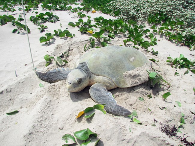 A female Kemp's ridley sea turtle nesting in the sand with green vegetation around her.
