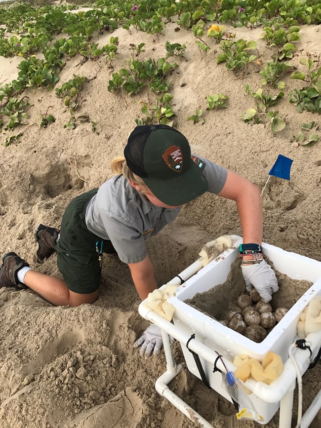 Staff from the Division of Sea Turtle Science and Recovery at Padre Island National Seashore excavate eggs from a sea turtle nest.