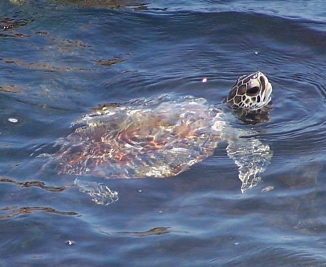 The Green Sea Turtle - Padre Island National Seashore (U.S. National Park Service)