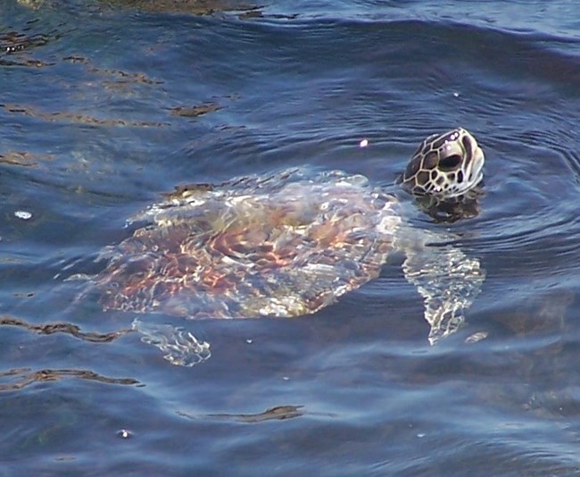 Green Turtle, Sea Turtles, Species