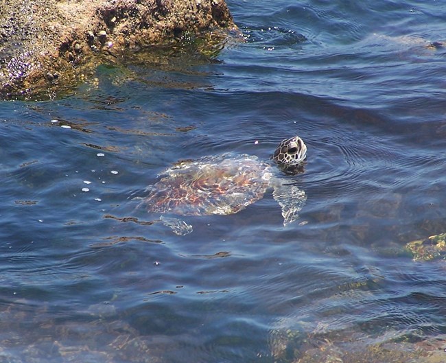 A young sea turtle swims between algae covered rocks with its head out of water.