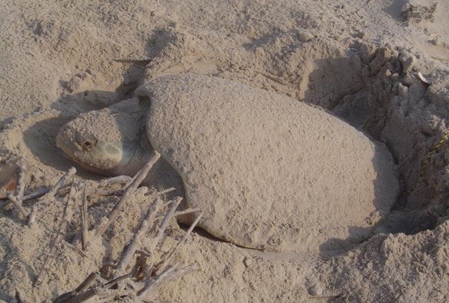 This nesting Kemp’s ridley has become completely covered with blowing sand, making her difficult to see.