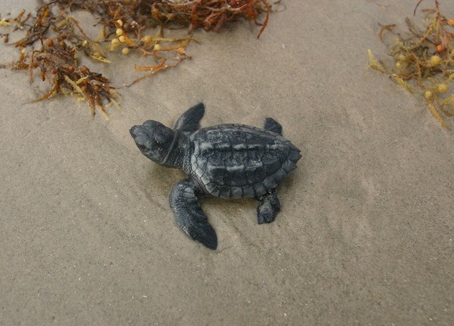 A Kemp's ridley sea turtle hatchling crawls on the beach next to yellow and brown sargassum seaweed.