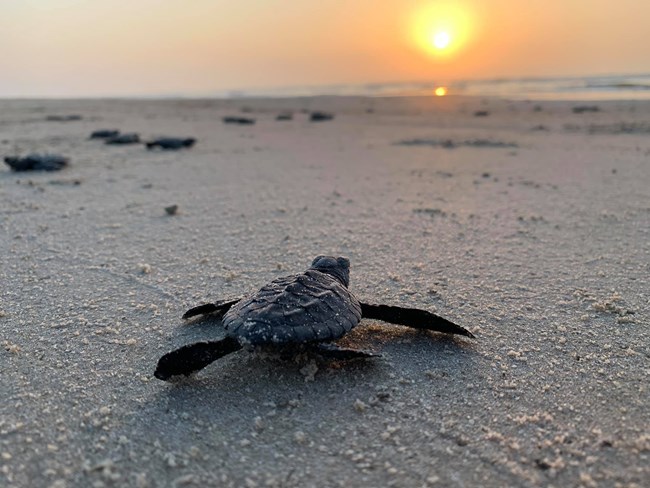 Kemps hatchlings 3 Kemp's ridley hatchlings crawl through the sand towards the rising sun and ocean.