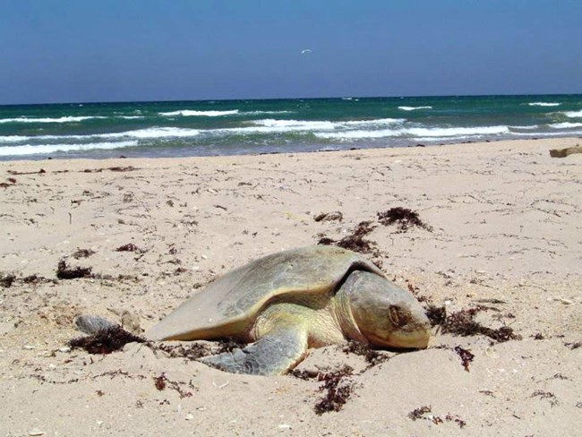 A Kemp's ridley sea turtle nests on Padre Island A Kemp's ridley sea turtle nests on Padre Island