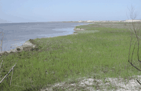 The Laguna Madre seen from the island's western shore a few miles southwest of the Malaquite Visitor Center