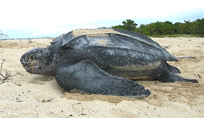 A Leatherback sea turtle nesting on sandy beach with small trees and vegetation in the background.
