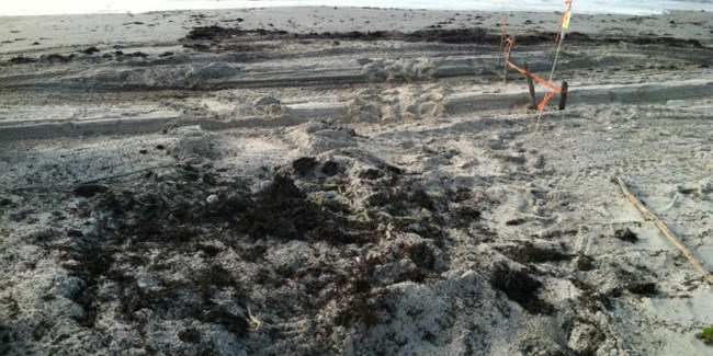 Disturbed sand and tracks left by a loggerhead sea turtle that nested on Padre Island.