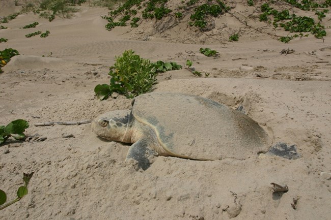 Nesting Kemp's ridley Nesting Kemp's ridley