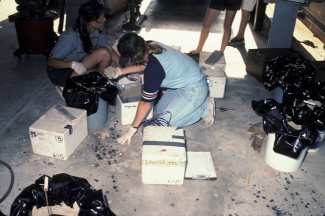 Staff pack Kemp's ridley eggs in Padre Island sand during the Imprinting and Headstarting Project.