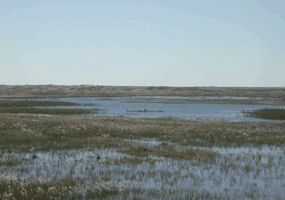 Ephemeral marshes west of the Malaquite Visitor Center. Ephemeral marshes west of the Malaquite Visitor Center.