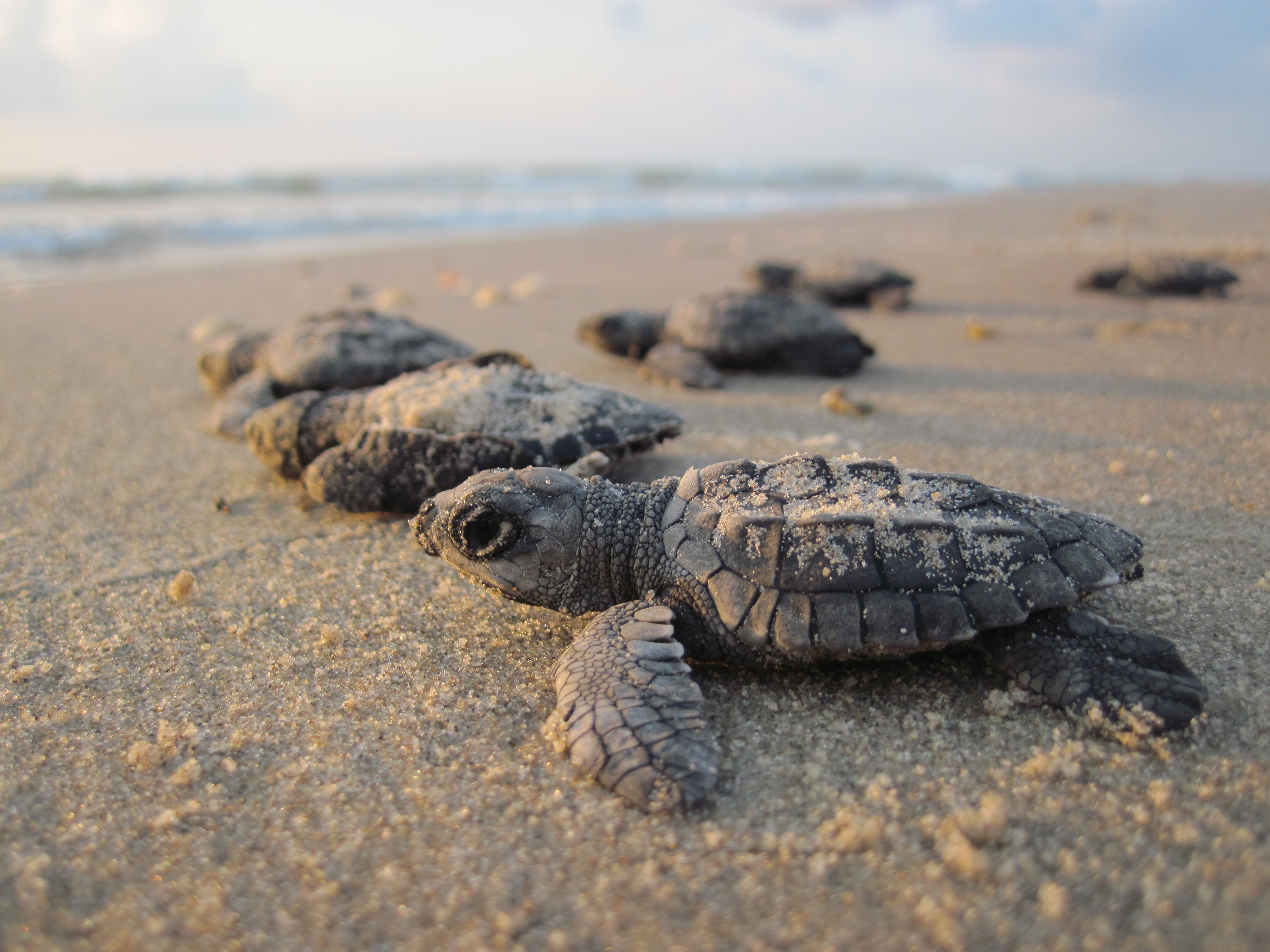 How to a Sea Turtle Hatchling Release - Padre Island Seashore (U.S. National Park Service)