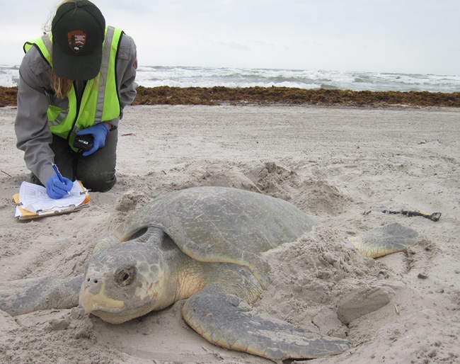 In the foreground, looking left, a Kemp's ridley sea turtle is nesting in the sand.  Behind on the left, a biologist in a National Park Service uniform kneels and writes on a clipboard.  In the background is waves.