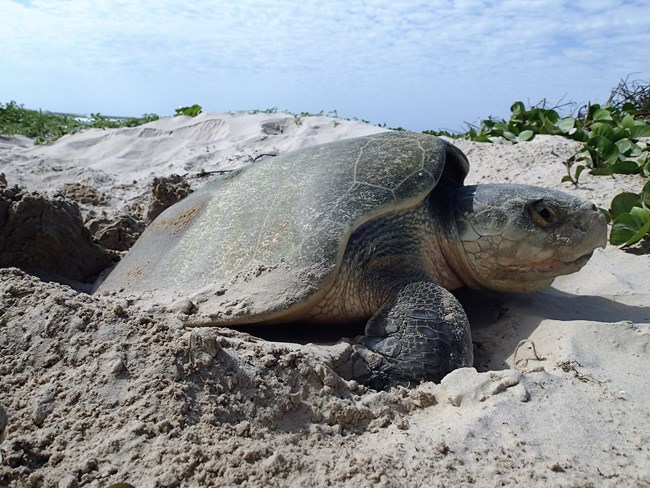 Turtle island