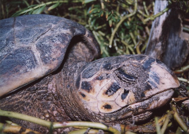 A close up of a Hawksbill sea turtle's head showing the hawklike bill.