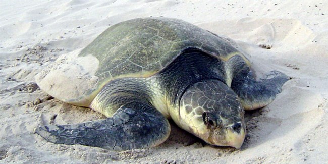 A nesting Kemp's ridley sea turtle on the beach at Padre Island.