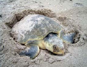 Nesting Kemp's ridley sea turtle Nesting Kemp's ridley sea turtle