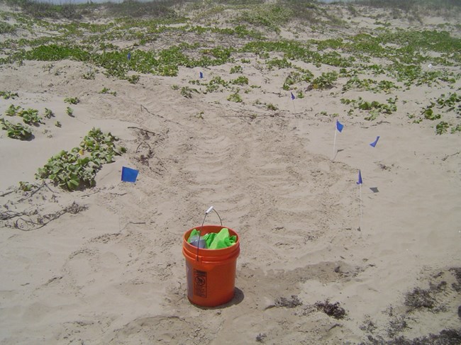 Tracks on the beach leading from the water to the dunes about 5 feet in width from a sea turtle dragging its body across the sand. A 5 gallon bucket rests in the trackway and acts as a visual scale.